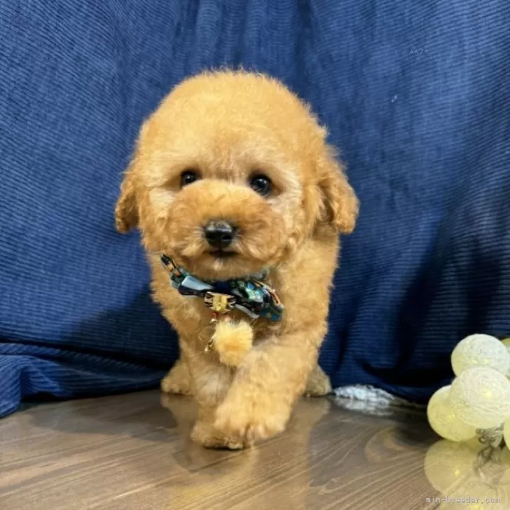 ID:2409-03423の子犬