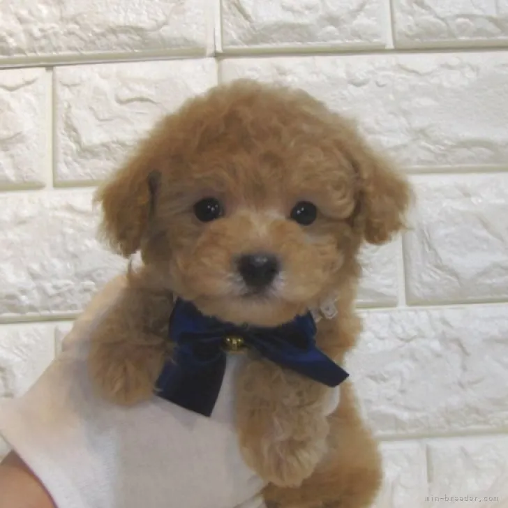 H.Y 様のお迎えした子犬