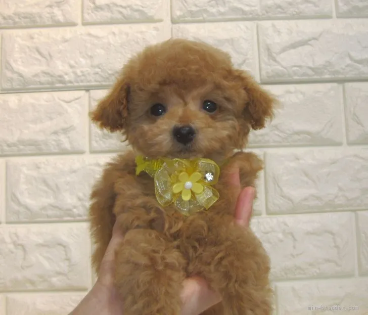 ID:2204-04198の子犬