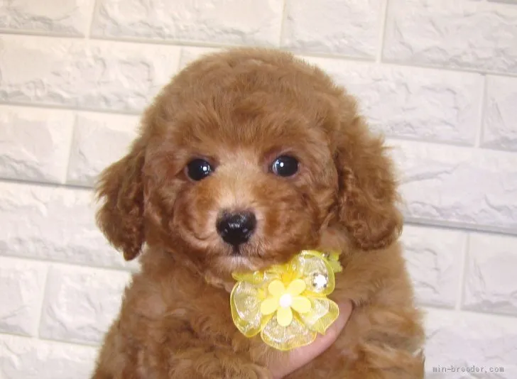 ID:2106-00208の子犬