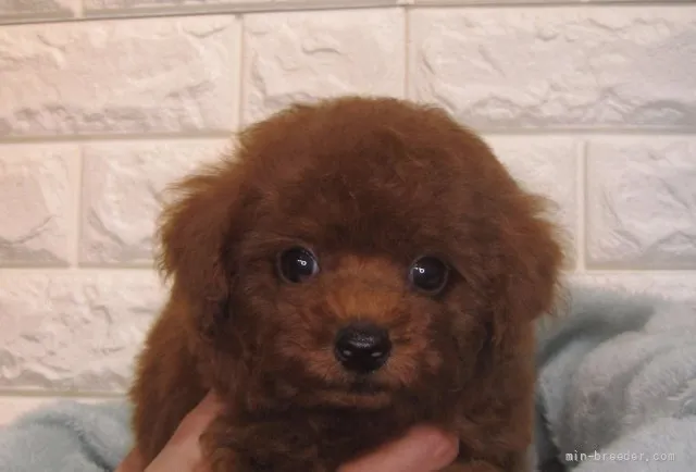 ID：2110-02915の子犬