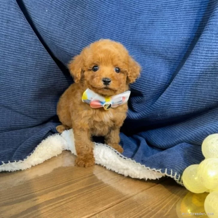 ID:2406-03969の子犬