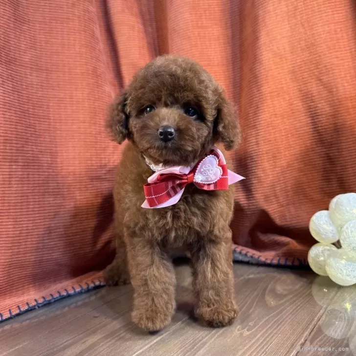 ID:2410-04624の子犬