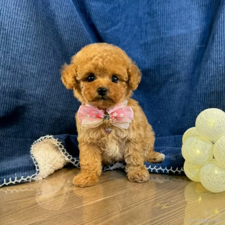 ID：2407-05417の子犬