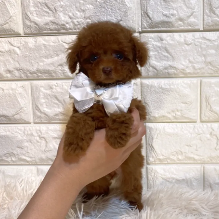ID:2305-00756の子犬