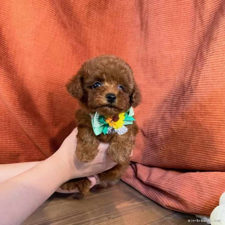 ID:2407-06938の子犬