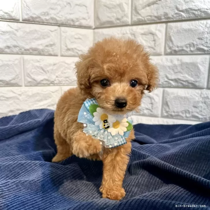 ID:2405-05132の子犬