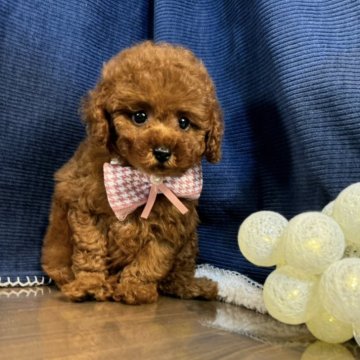 トイプードル(タイニー)【茨城県・女の子・2024年7月24日・レッド】の写真「トイプードル専門店になります。」