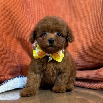 トイプードル(タイニー)【茨城県・男の子・2024年6月1日・レッド】の写真「毛量、毛並みの違いをぜひ抱っこして比べてください！」