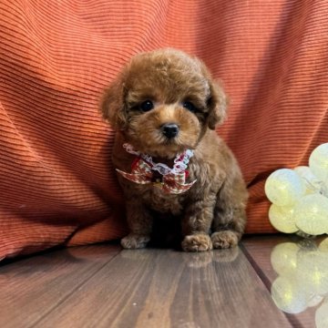 トイプードル(タイニー)【茨城県・女の子・2024年3月25日・レッド】の写真「トイプードル専門店になります。」