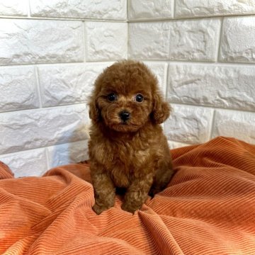 トイプードル(トイ)【茨城県・女の子・2024年4月14日・レッド】の写真「トイプードル専門店になります。」
