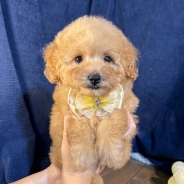 トイプードル(トイ)【茨城県・男の子・2024年7月6日・アプリコット】の写真「アプリコットの４兄妹♡*。男の子がデビューしました」