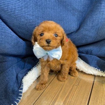 トイプードル(タイニー)【茨城県・男の子・2024年4月21日・レッド】の写真「トイプードル専門店になります。」