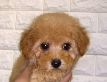 トイプードル(タイニー)【茨城県・男の子・2021年3月21日・アプリコット】の写真「☆アプリコットのイケメンくん☆」