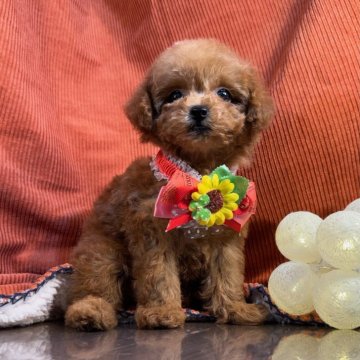 トイプードル(トイ)【茨城県・女の子・2024年5月21日・レッド】の写真「トイプードル専門店になります。」