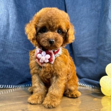 トイプードル(トイ)【茨城県・女の子・2024年7月12日・レッド】の写真「レッドの3兄妹♡くりくりおめめの女の子がデビュー♬」