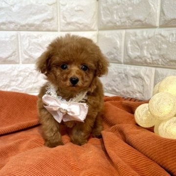 トイプードル(タイニー)【茨城県・男の子・2024年5月24日・レッド】の写真「トイプードル専門店になります。」