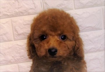 トイプードル(タイニー)【茨城県・男の子・2019年8月31日・レッド】の写真「5%還元キャッシュレス対象店舗です！しっかり体系☆」