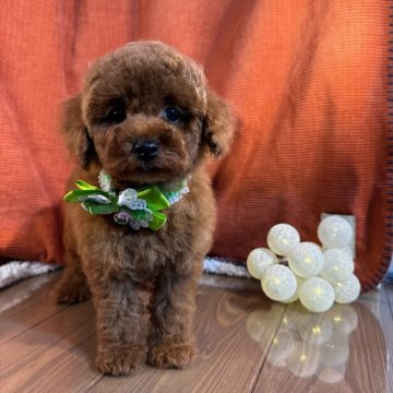 トイプードル(トイ)【茨城県・男の子・2024年7月13日・レッド】の写真「トイプードル専門店になります。」