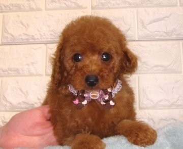 トイプードル(トイ)【茨城県・男の子・2021年1月4日・レッド】の写真「しっかり体系の可愛い男の子です！！」