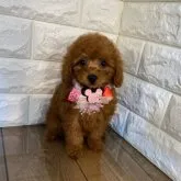 トイプードル(トイ)【茨城県・女の子・2023年8月26日・レッド】の写真1