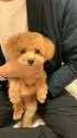タイニープードル【茨城県・女の子・2020年3月15日・アプリコット】の写真1