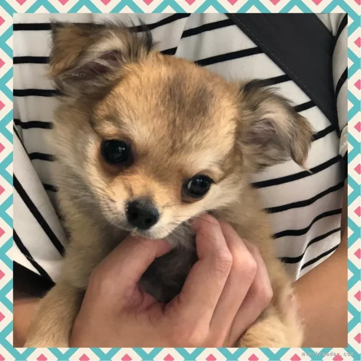 M.S 様のお迎えした子犬