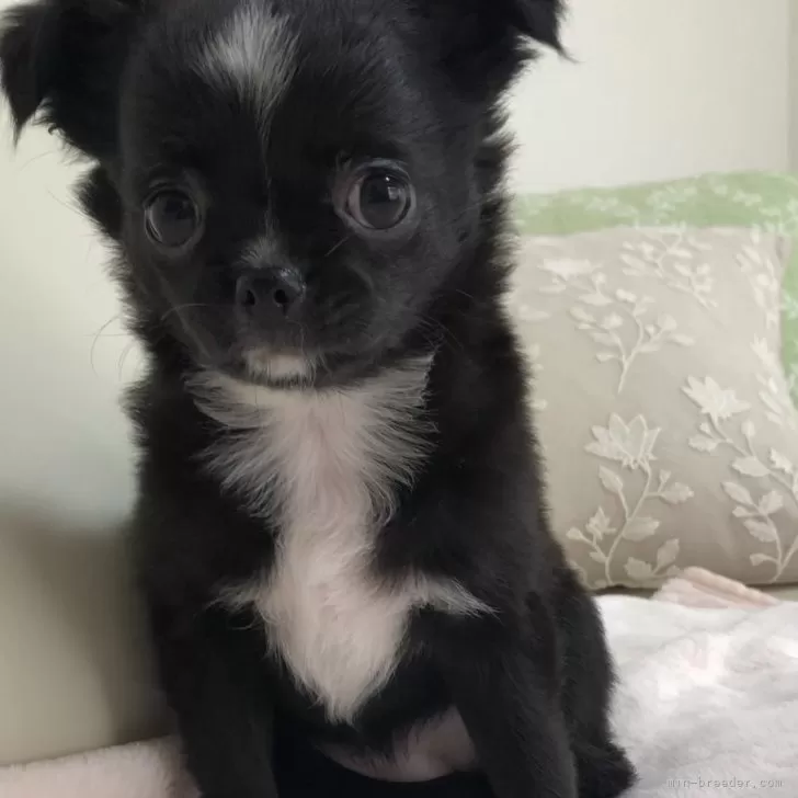 ID：2410-01569の子犬