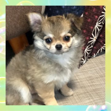 チワワ(ロング)【東京都・女の子・2025年7月1日・フォーン】の写真「🤎とってもかわいい女の子マロンちゃん🤎」