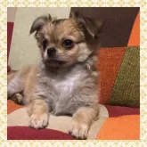 チワワ(ロング)