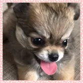 チワワ(ロング)