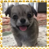 チワワ(ロング)