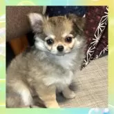 チワワ(ロング)