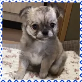 チワワ(ロング)