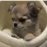 チワワ(ロング)【東京都・女の子・2024年11月25日・フォーン】の写真2「🤍🧡暖かくなったらお散歩たくさん行きたいな🧡🤍」