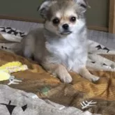 チワワ(ロング)【東京都・女の子・2024年11月25日・フォーン】の写真4「🤍🧡ハスキー犬カラーみたいな女の子🧡🤍」