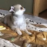 チワワ(ロング)【東京都・女の子・2024年11月25日・フォーン】の写真3「🤍🧡横からはこんな感じです🧡🤍」