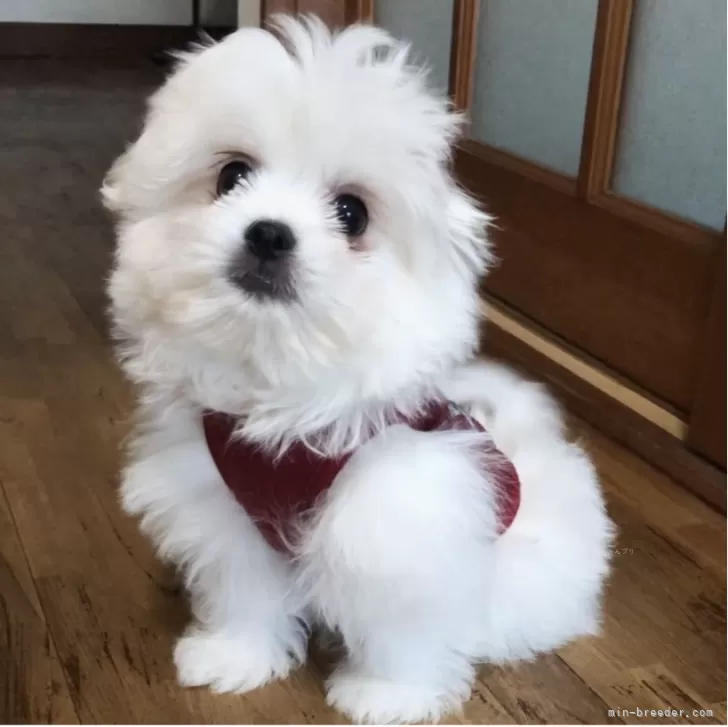 ID:2312-03549の子犬
