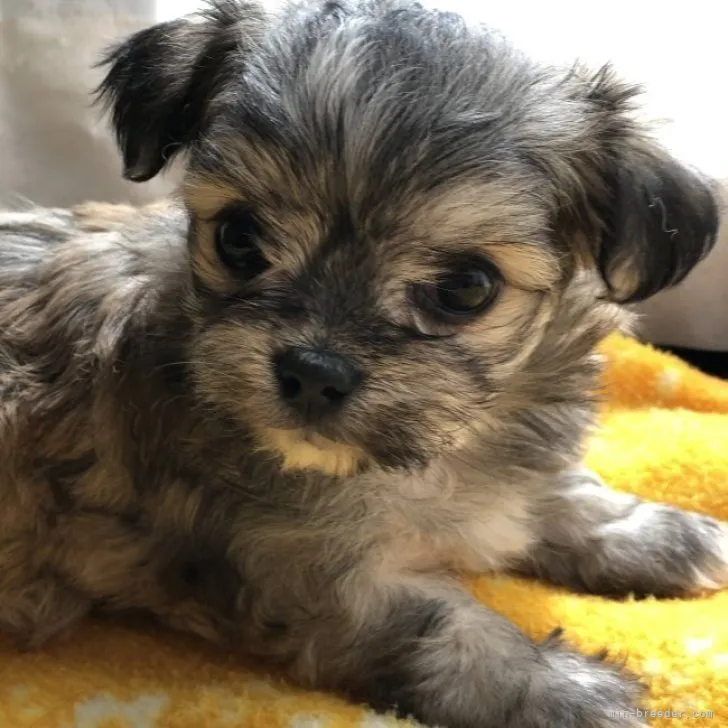 ID：2302-04094の子犬