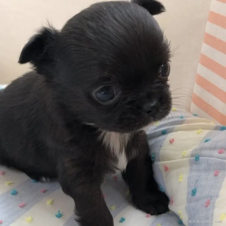 ID:2303-00868の子犬