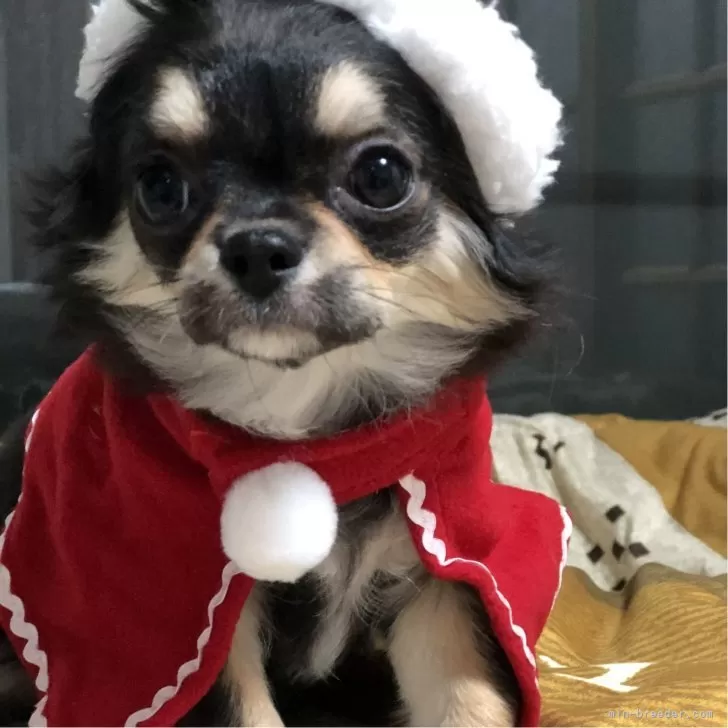 ID:2310-01770の子犬