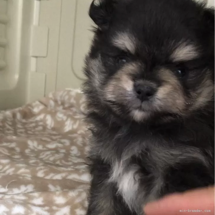 ID:2405-05889の子犬