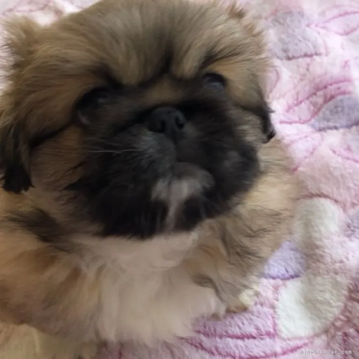 ID:2304-02956の子犬