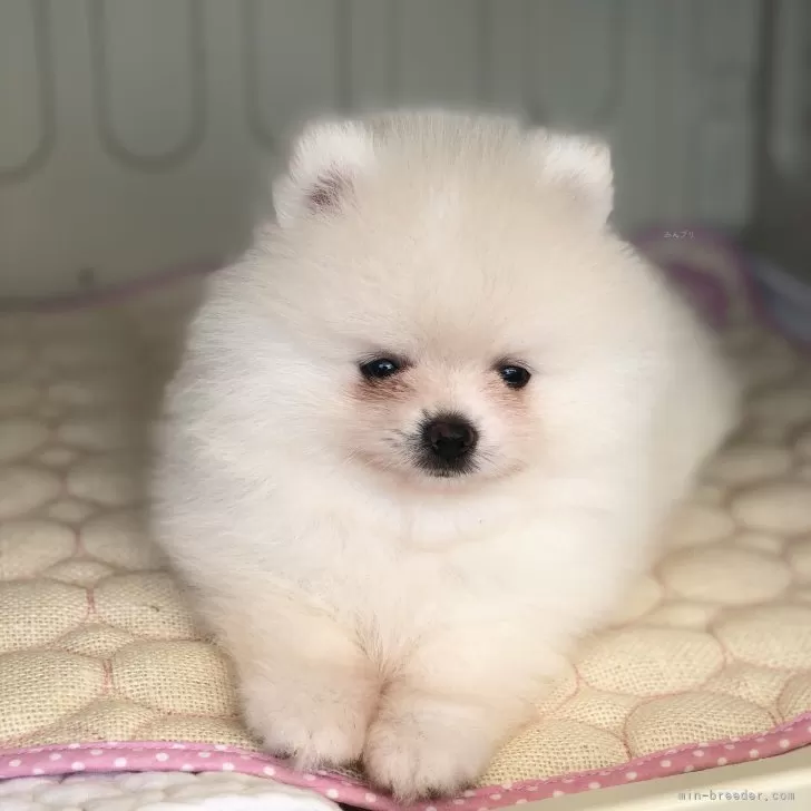 ID:2409-01668の子犬