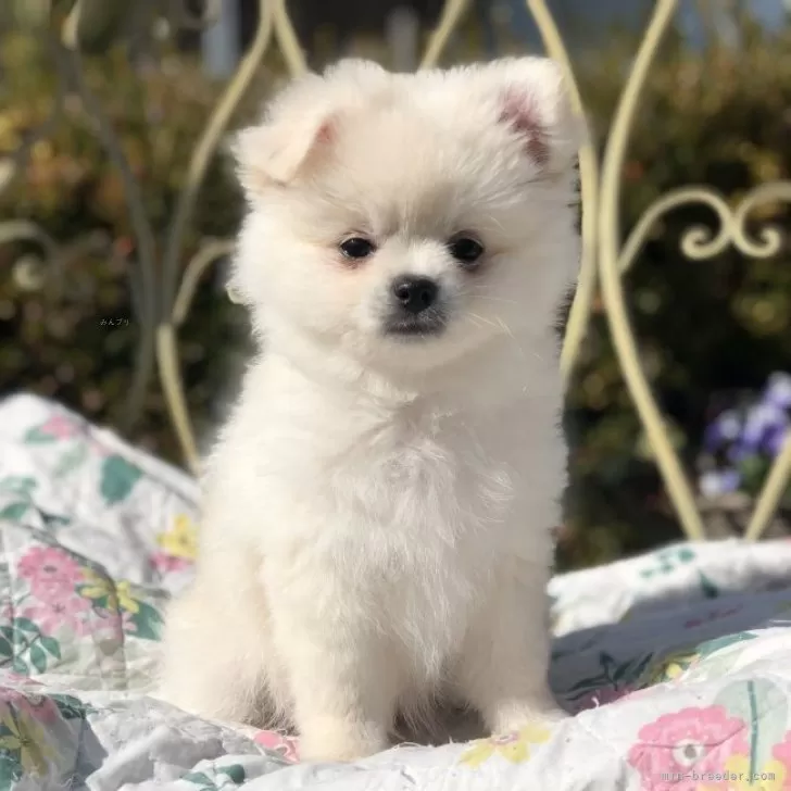 N.K 様のお迎えした子犬