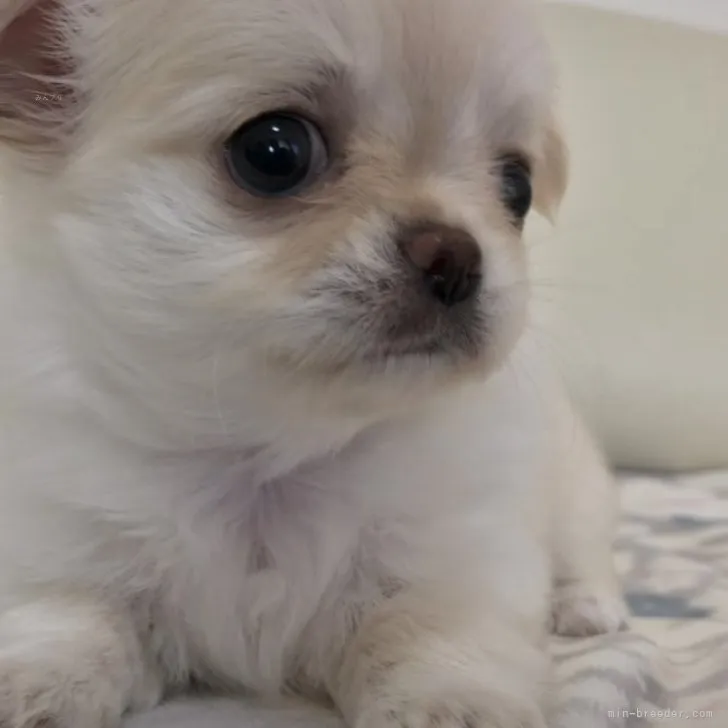 ID：2309-05444の子犬