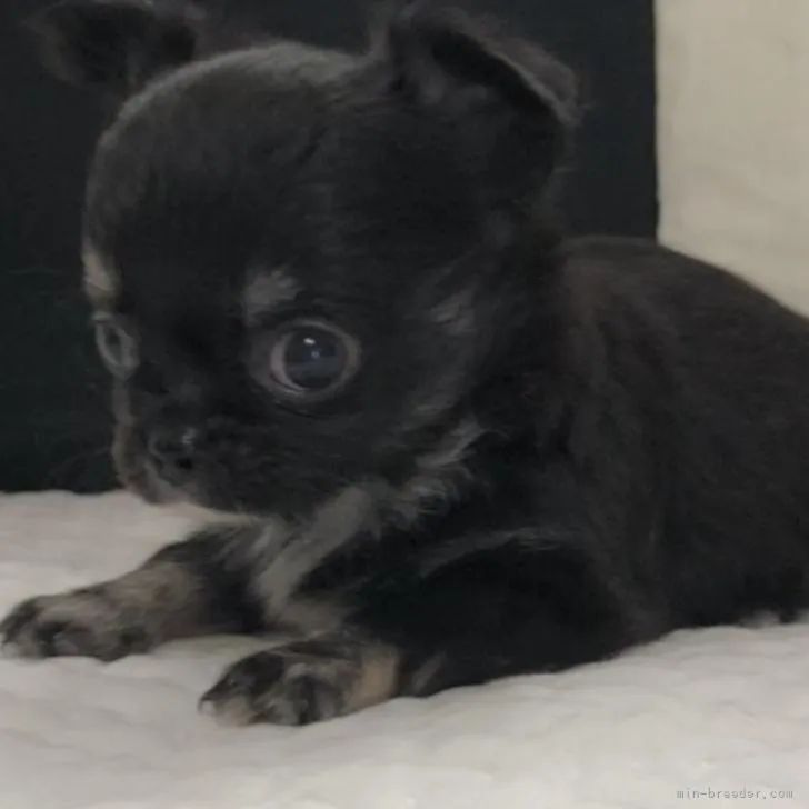 ID:2208-03386の子犬