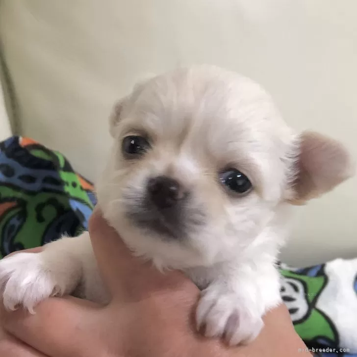 てん 様のお迎えした子犬