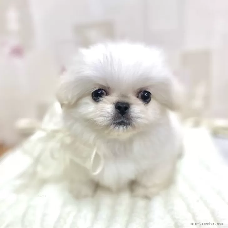 ID：2506-03977の子犬
