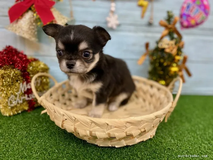 ID:1911-01716の子犬